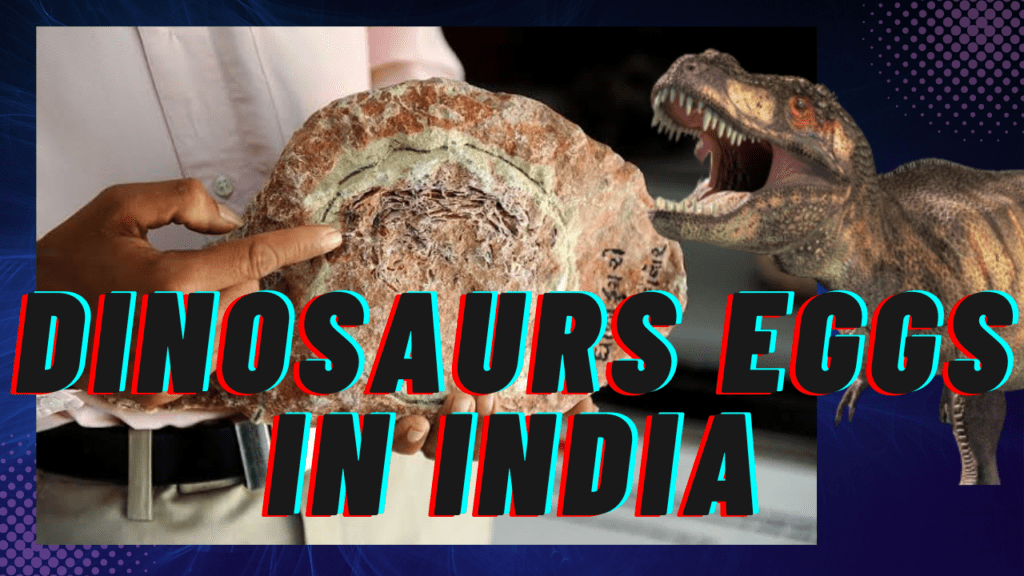 Dinosaurs eggs found in india 
